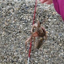 今年は当たり年？？