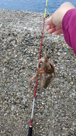 今年は当たり年？？