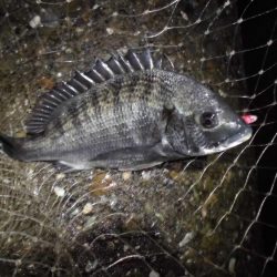 雨後のテトラ際ゲーム