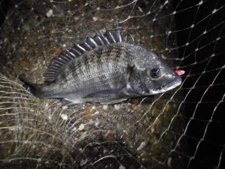 雨後のテトラ際ゲーム