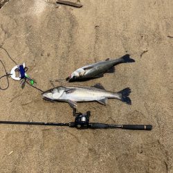 宮津シーバス3本