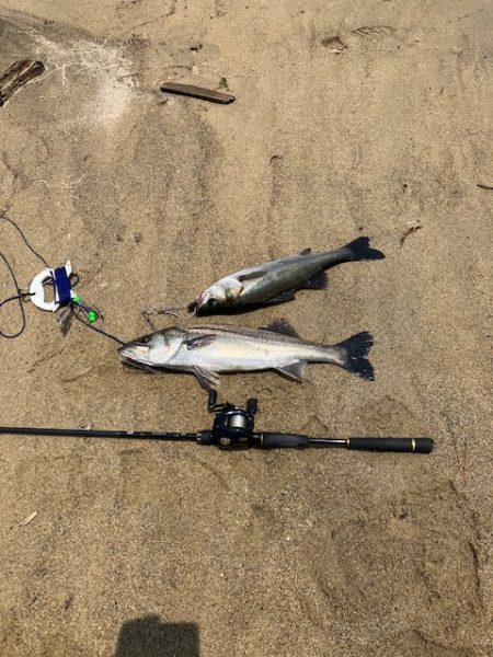 宮津シーバス3本