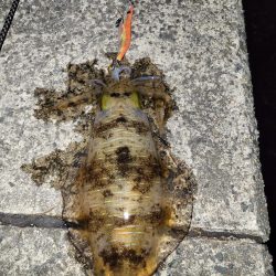 日が沈んでから