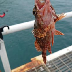 今年の初カワハギ狙い