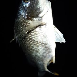 キビレでした。