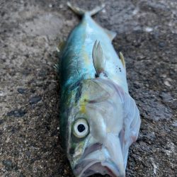 プチsalt water game