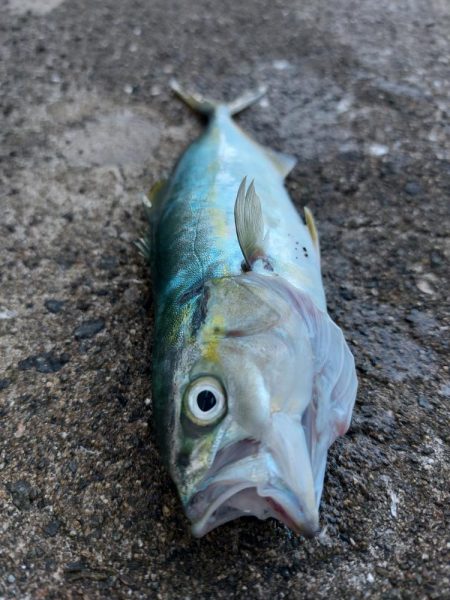 プチsalt water game