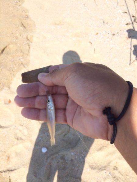 天気は良かったのですが強風で釣りづらかったです