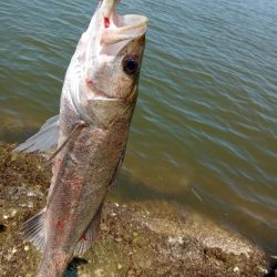 …今日もシーバス♪