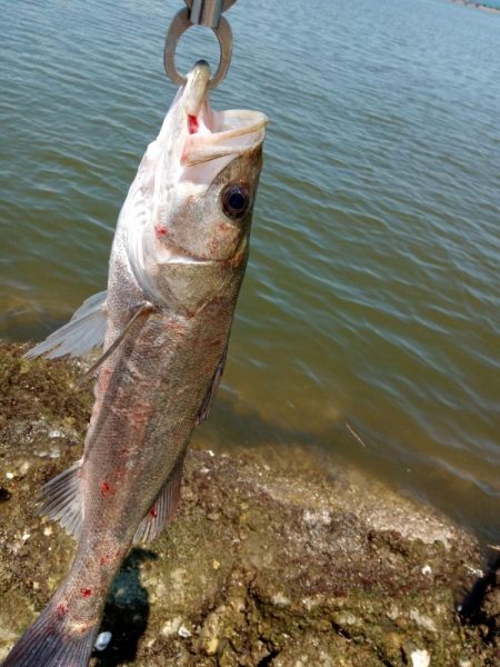 …今日もシーバス♪