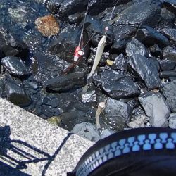 ピンキスしかいないの