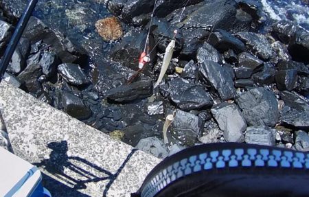 ピンキスしかいないの