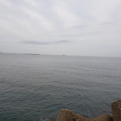 タケノコメバル