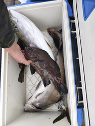 落とし込み釣り