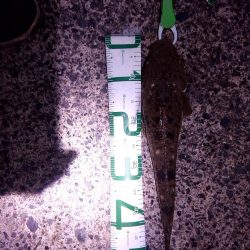 いつもと違う魚