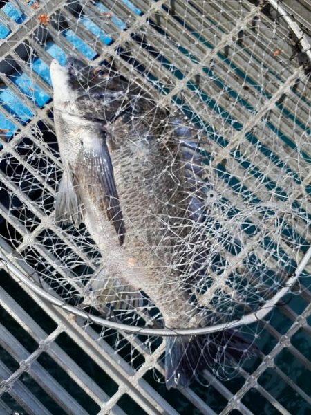 海釣り公園フカセ釣り