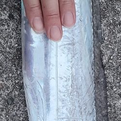 タチウオやね！