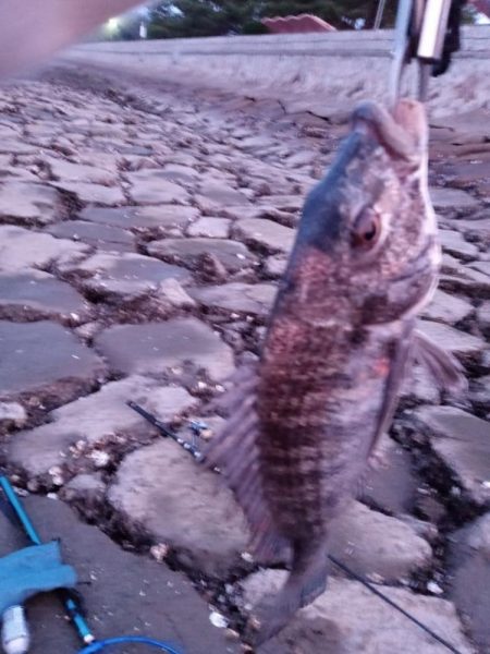 3日目でようやく釣れました