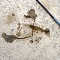 手長エビ 試し釣り in 武庫川