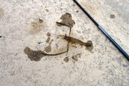 手長エビ 試し釣り in 武庫川