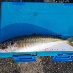 尺アジゲットー