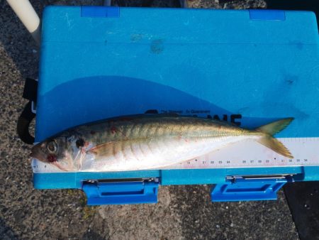 尺アジゲットー