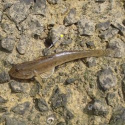 手長エビ in 淀川