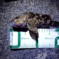 今年初めてのアコウ