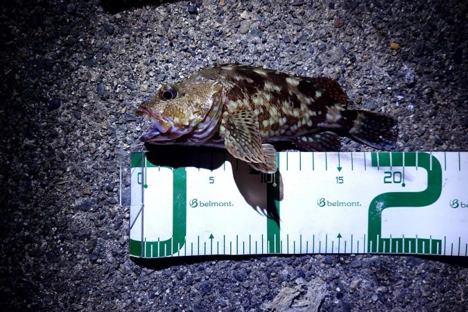 今年初めてのアコウ