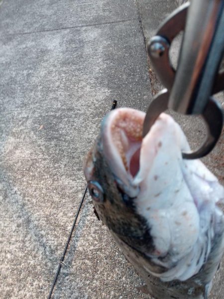 投稿するか迷いました