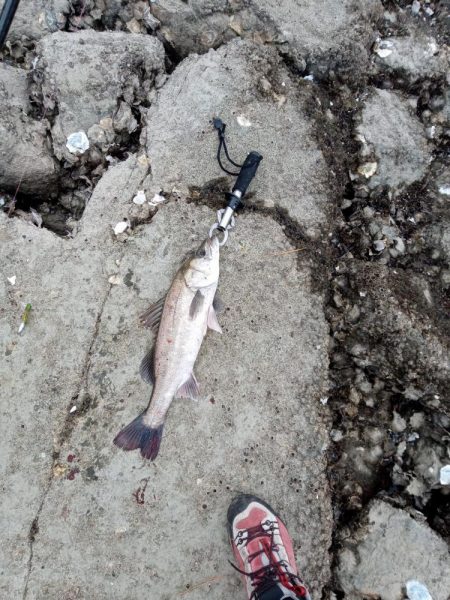 釣れただけでも感謝です