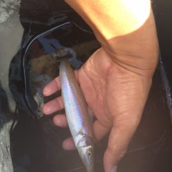 真夏の天気でキスも夏の雰囲気となってました