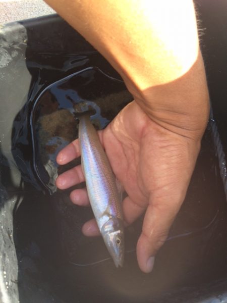 真夏の天気でキスも夏の雰囲気となってました…