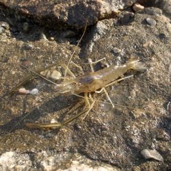 手長エビ in 淀川 (2)