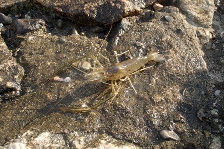 手長エビ in 淀川 (2)