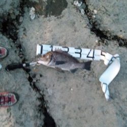 食べれる魚がようやく釣れた