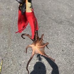 タコ釣り