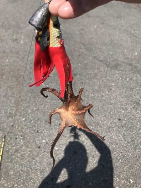 タコ釣り