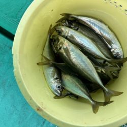 泉州丸さんで五目