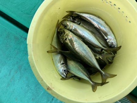 泉州丸さんで五目