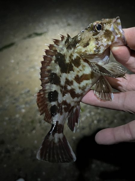 サーフメバリング