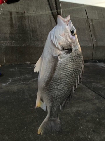 久しぶりの沖堤で遊んできました