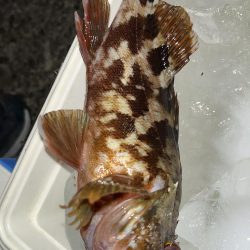 尾鷲のライトゲーム