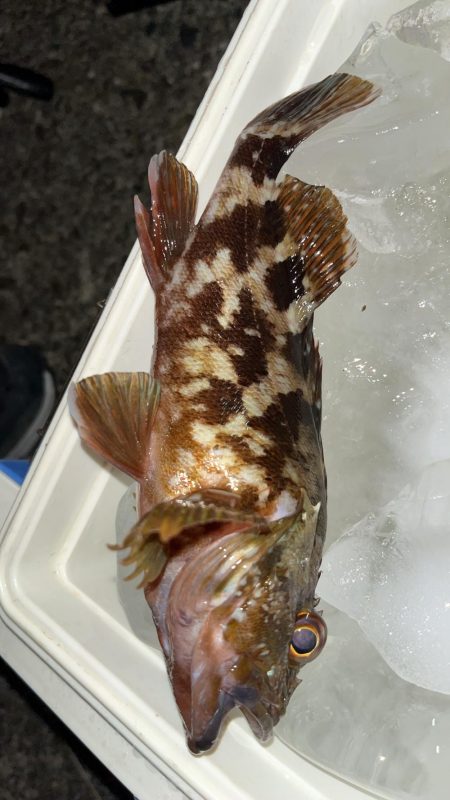 尾鷲のライトゲーム