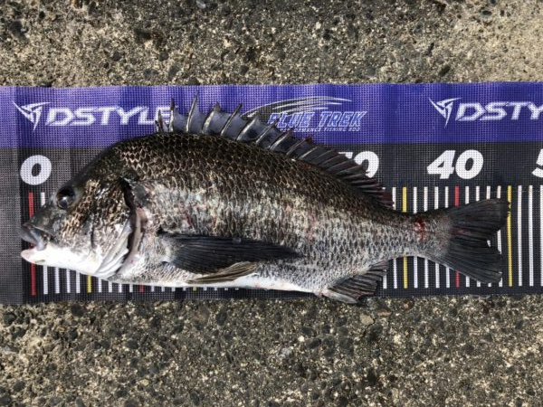 イチノ兄弟、釣果!