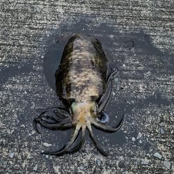 デフレエギでも春イカ