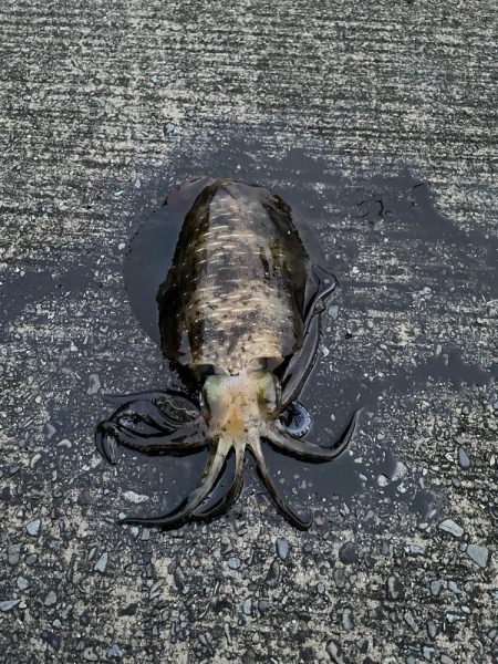 デフレエギでも春イカ