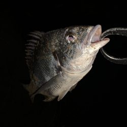 チヌハンターパート13