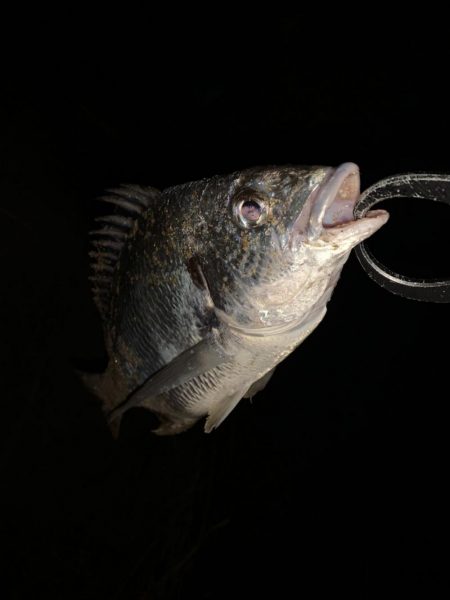 チヌハンターパート13