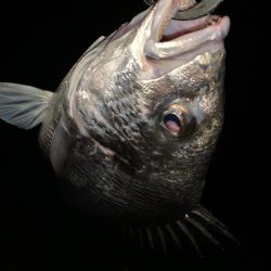 チヌハンターパート6